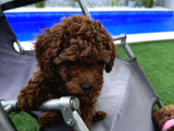 2 Aylık Koyu Renk Erkek Teacup Toy Poodle Yavrularımız