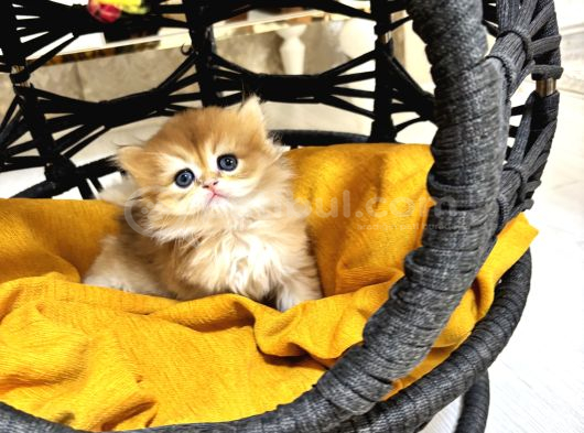 British Longhai̇r Ny12 Golden Bebekleri̇mi̇z