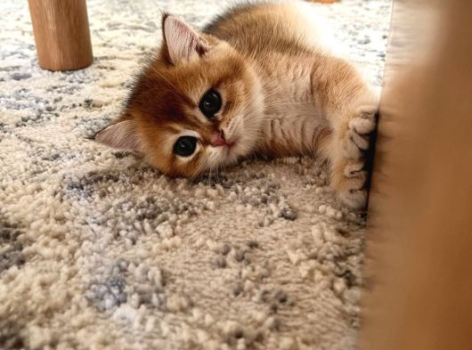 British Shorthair Golden Yavru Beyoğlu