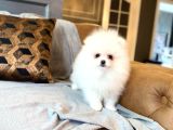 Pomerani̇an Çi̇fli̇ği̇nden Muhteşem Pomerani̇an Bebekleri̇
