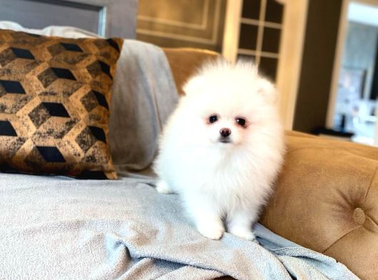 Pomerani̇an Çi̇fli̇ği̇nden Muhteşem Pomerani̇an Bebekleri̇ görsel