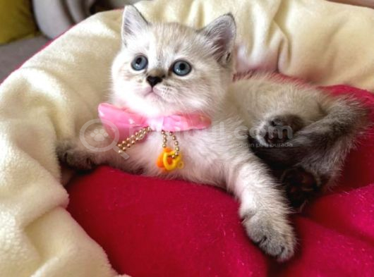British Shorthair Dişi Yavrumuza Yuva Uyguna