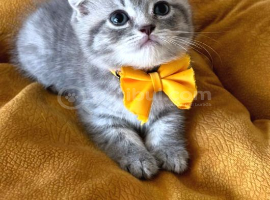 Scottish Fold Erkek Yavrumuza Yuva Uyguna Ist görsel