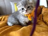 Scottish Fold Erkek Yavrumuza Yuva Uyguna Ist