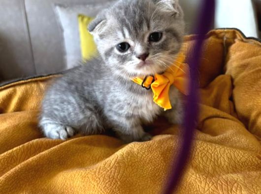 Scottish Fold Erkek Yavrumuza Yuva UYGUNA ist