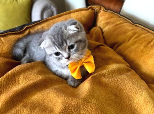 Scottish Fold Erkek Yavrumuza Yuva Uyguna Ist görsel