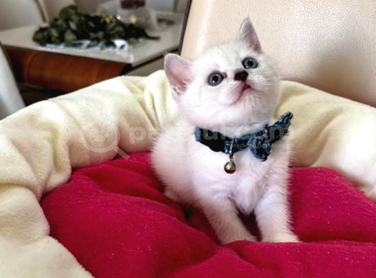 British Shorthair Erkek Yavrumuza Yuva Uyguna Eyüp görsel