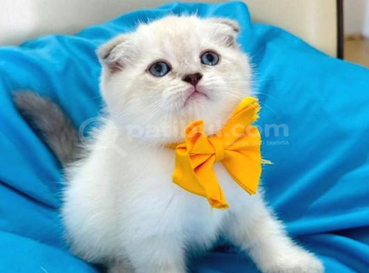 Scottish Fold Erkek Yavrumuza Yuva Uyguna