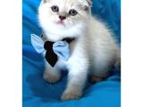 Scottish Fold Erkek Yavrumuza Yuva Uyguna