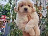 Dünyalar Tatlısı Maltipoo