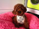 Tatli Tadinda Poodle Bebekleri̇
