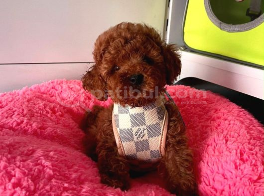 Tatli Tadinda Poodle Bebekleri̇ görsel