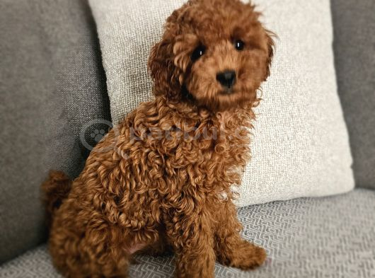 Aile Ortamından - Toy Poodle - Red-Brown - Karneli Çipli Lık görsel