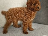 Aile Ortamından - Toy Poodle - Red-Brown - Karneli Çipli Lık