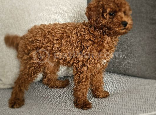 Aile ortamından - toy poodle - red-brown - karneli çipli lık