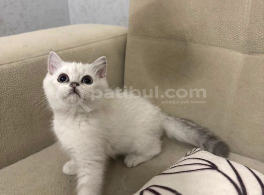 Harika Bebekler Dişi Ve Erkek