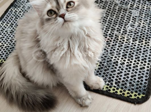 Safkan British görsel