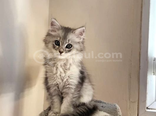 Irkının En Güzeli Sibirya Yavrular
