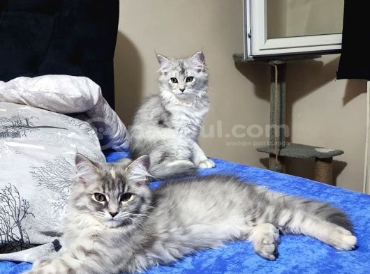 Irkının En Güzeli Sibirya Yavrular görsel