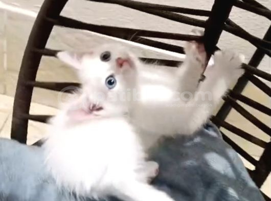 Karışım irk kedi