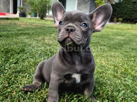Blue French Bulldog Yavrulari İstanbul görsel