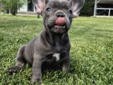 Blue French Bulldog Yavrulari İstanbul