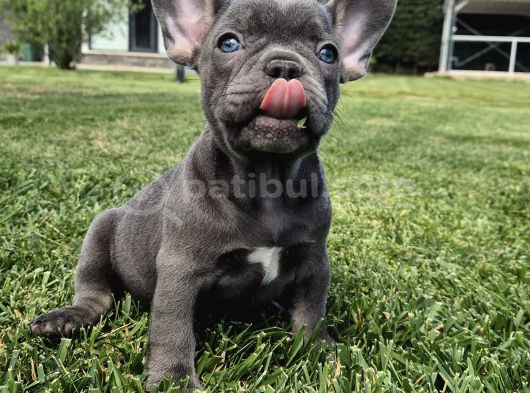 Blue French Bulldog Yavrulari İstanbul görsel