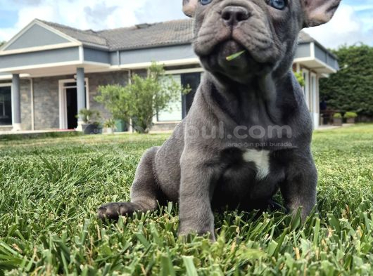 Blue French Bulldog Yavrulari İstanbul görsel