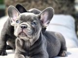 BLUE FRENCH BULLDOG YAVRULARI İSTANBUL