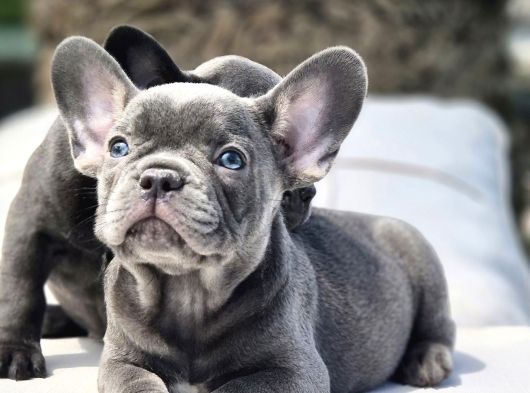BLUE FRENCH BULLDOG YAVRULARI İSTANBUL