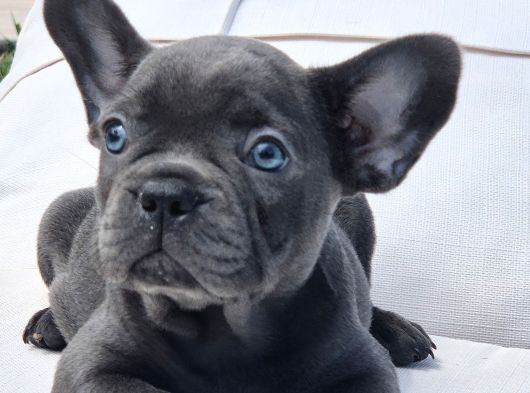 Blue French Bulldog Yavrulari İstanbul görsel