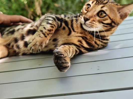 Erkek Bengal görsel