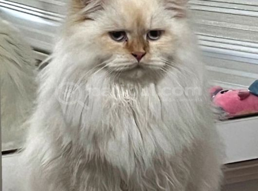 Zeus Yeni Yuvasını Arıyor Kepez