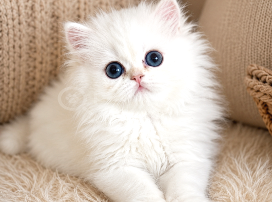 Show kalite British Longhair Golden Point