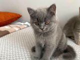 Aşırı Oyuncu Anne Altından Aktif British Shorthair Yavrumuz