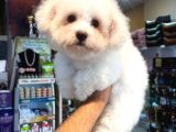 Kar Beyaz Maltese Terri̇er Ci̇nsleri̇