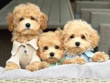 Kahve Tonlu Malti̇poo Ci̇nsi̇ Yavrular
