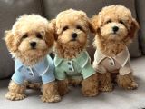 Kahve Tonlu Malti̇poo Ci̇nsi̇ Yavrular