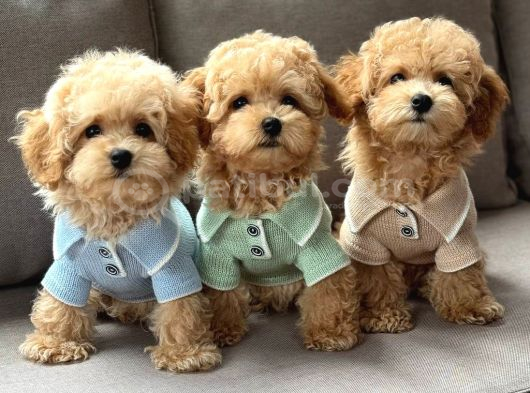 KAHVE TONLU MALTİPOO CİNSİ YAVRULAR