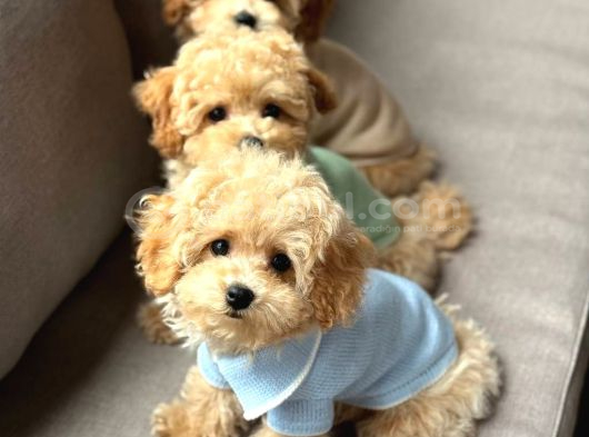 Kahve Tonlu Malti̇poo Ci̇nsi̇ Yavrular görsel
