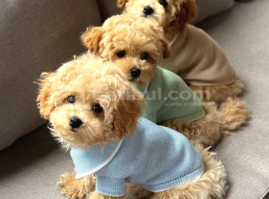 Kahve Tonlu Malti̇poo Ci̇nsi̇ Yavrular görsel