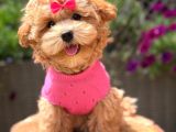 Toy Poodle Sevi̇mli̇ Yavrular Ev Üreti̇mi̇