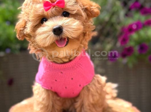 Toy Poodle Sevi̇mli̇ Yavrular Ev Üreti̇mi̇ görsel