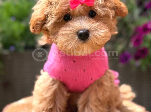 Toy Poodle Sevi̇mli̇ Yavrular Ev Üreti̇mi̇ görsel