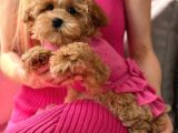 Toy Poodle Sevi̇mli̇ Yavrular Ev Üreti̇mi̇