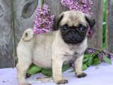 Mops Yavrular Ev Üreti̇mi̇