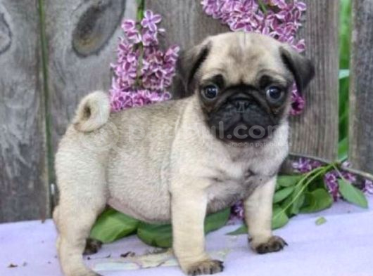 Pug Mops Yavrular Ev Üreti̇mi̇