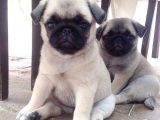 Pug Mops Yavrular Ev Üreti̇mi̇