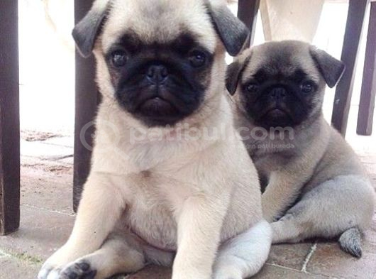 Pug Mops Yavrular Ev Üreti̇mi̇ görsel