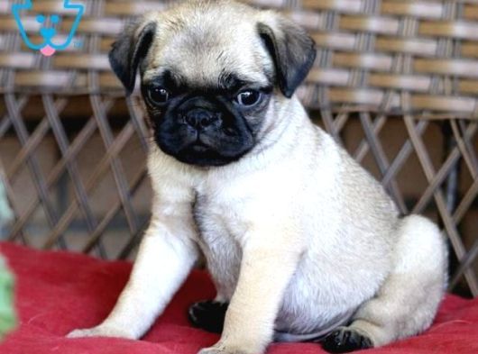 Mops Yavrular Ev Üreti̇mi̇